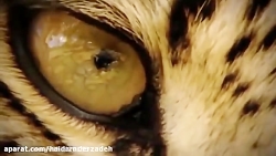 قلمرو... مستند حیات وحش