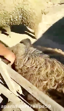 خوک گوسفند ؛ پیوند ژنتیکی گوسفند و خوک