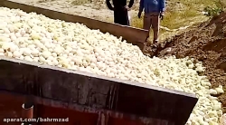 کشتن هزاران جوجه(مجازات کشتن ح...