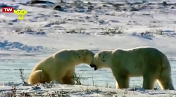 تماشا کارتون کتاب جنگل