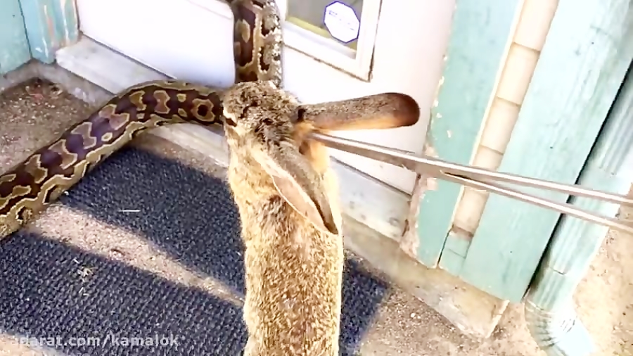 شکار خرگوش توسط مار بزرگ پیتون