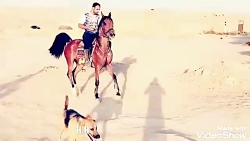 ♨️ مادیان فاخر آهو میبد♨️ا