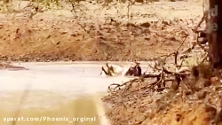 نبرد حیوانات وحشی زیبا و دیدنی...