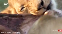 نمادهای حیات وحش - شکارچیان آف...