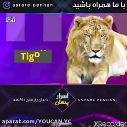 عجیب ترین حیوانات دنیا ، تایگو...