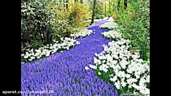 موسیقی محلی شیرازی گلها در اوم...