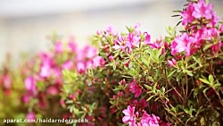 مداحی جالب دلتنگیت