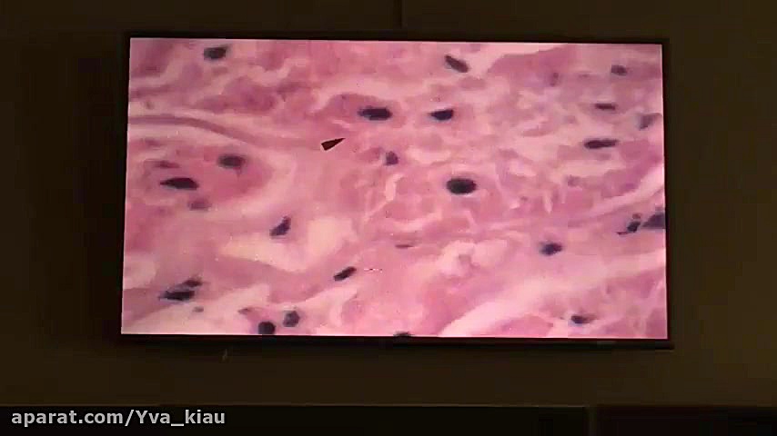 جلسه سوم پاتولوژی مهر 97 کلینیک پوست