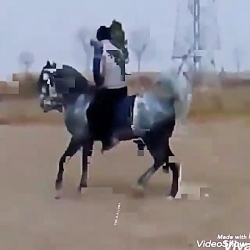 ذوالجناح میبد و تولیداتش