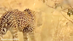 حیات وحش، شکار و شکارجی مقابل...