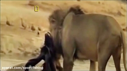 شکارهای عجیب شیرهای حیات وحش ا...