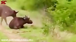 6دقیقه گلچین از نبردهای حیات و...