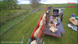 مراحل چیدن پشم گوسفند تا تولید پارچه !