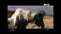 طبیعت اسبها در فصل جفتگ...