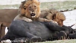 مجموعه حملات شیر وحشی به حیات...