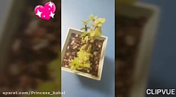 گل خوشکل و کیوت من