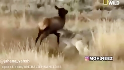 راز بقا فقط همین