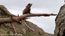 دعوای خودی گوزنها عامل حمله شی...