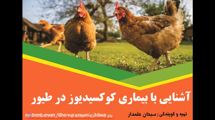 دامپروری ایده - بیماری کوکسیدیوز در طیور آر اف فرکشنال