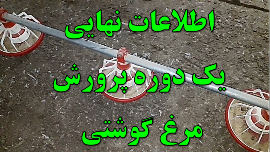 بررسی عملکرد نهایی یک دوره کامل پرورش مرغ گوشتی و مشکلات این دوره دکتر محمد مهدی عبدالهی (دامپزشک)