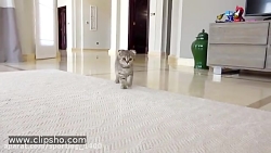 دیانا و روما  دیانا روما  دیان...