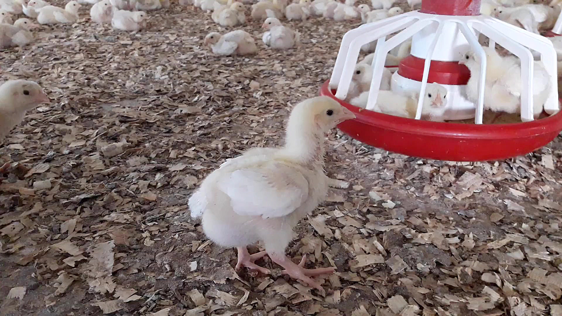 پرورش مرغ گوشتی | Broiler chicken farm دکتر محمد مهدی عبدالهی (دامپزشک)
