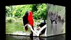 موسیقی سنتی ( علیرضا اقتخاری )