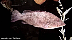 هامور منقوط قرمز: Epinephelus...