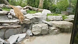 واکنش  گربه وحشی به سگ در باغ...