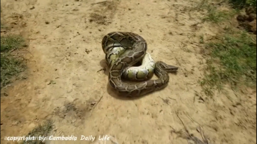 آموزش ساختن تله مار با دبه آب...