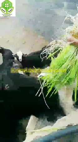 تعلیف گوسفند با علوفه هیدروپونیک