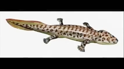 ویدیویی عجیب از تکامل انسان طی...