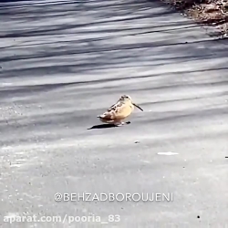 وقتی پرنده ها میفهمن کورونا نم...