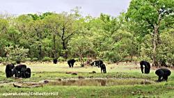مستند حیات وحش خاندان بخش ۱ دو...