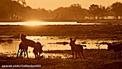مستند حیات وحش خاندان بخش ۴ دو...