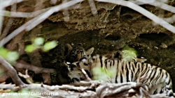 مستند حیات وحش خاندان بخش آخر...