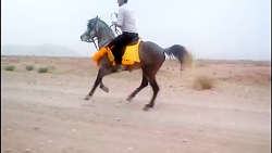 کسری سیلمی عرب خون خارجی بسیار...