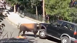 حمله حیوانات به انسان ها