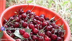 برداشت گیلاس ممتاز