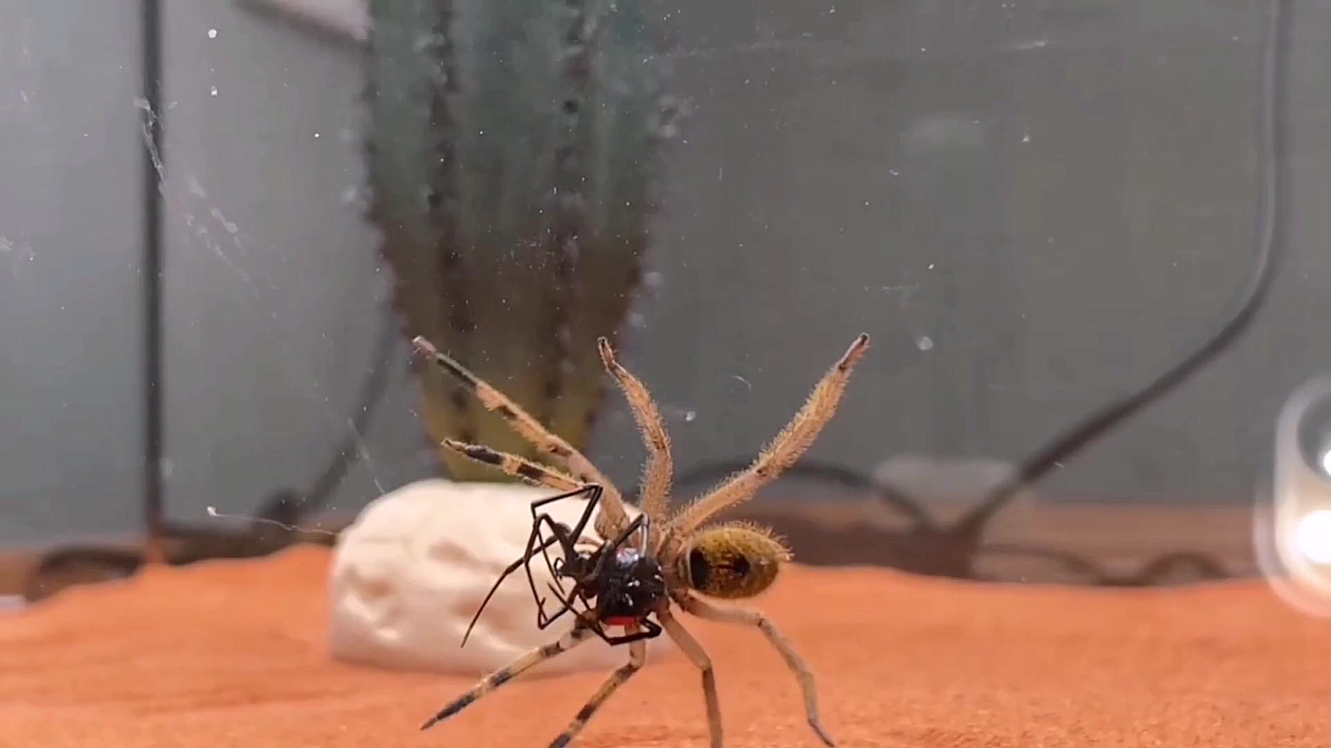 نبردکشنده ترین عنکبوت جهان(عنکبوت سرگردان برزیل) باعنکبوت بیوه مهلک زمان63ثانیه