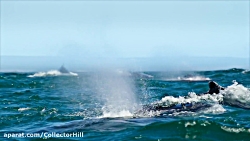 مستند حیات وحش سیاره ما بخش ۶...