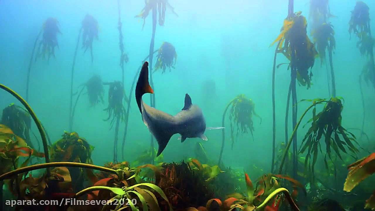 مستند  اقیانوس ها سیاره آبی ما دوبله فارسی Oceans : Our Blue Planet 2018 زمان2512ثانیه