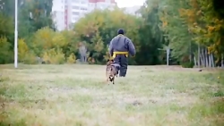 10 نژاد خطرناک سگ که میتوانند...