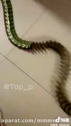 دومینو دقیق و زیبا. این ویدیو...