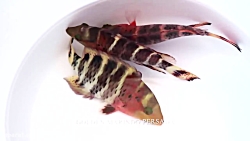 زمرّدماهی سینه سرخ: Cheilinus fasciatus