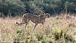 مستند حیات وحش گربه های آفریقا...