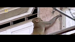 تقلید پاركور كاران از میمون و...