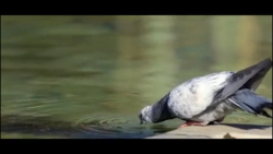 کلیپ (فوق العاده) پناهم بده (د...