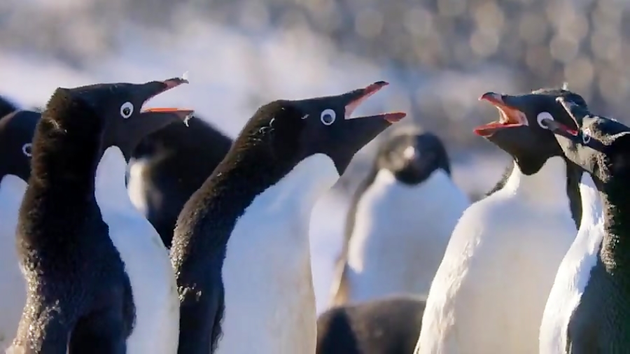 فیلم مستند , خانوادگی , ماجرایی " پنگوئن ها Penguins 2019 " با زیرنویس فارسی زمان4563ثانیه