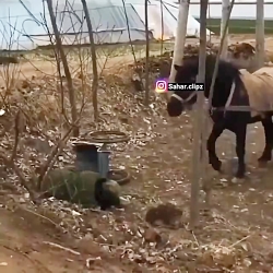 حرکت عجیب اسب